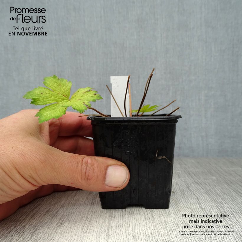 Exemplar von Storchschnabel Ann Folkard - Geranium Kleine Töpfe von 8/9 cm wie im Herbst geliefert