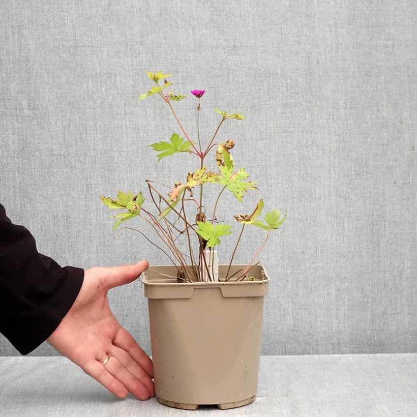 Exemplar von Storchschnabel Ann Folkard - Geranium Topf mit 2L/3L wie im Herbst geliefert