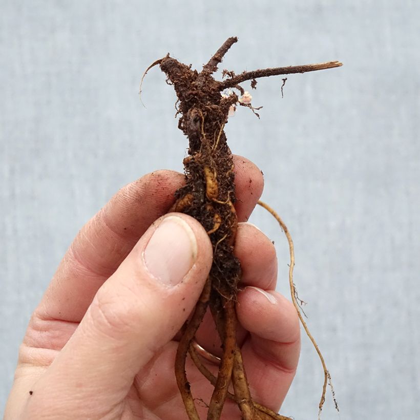 Exemplar von Storchschnabel Ann Folkard - Geranium Wurzelnackt wie im Winter geliefert