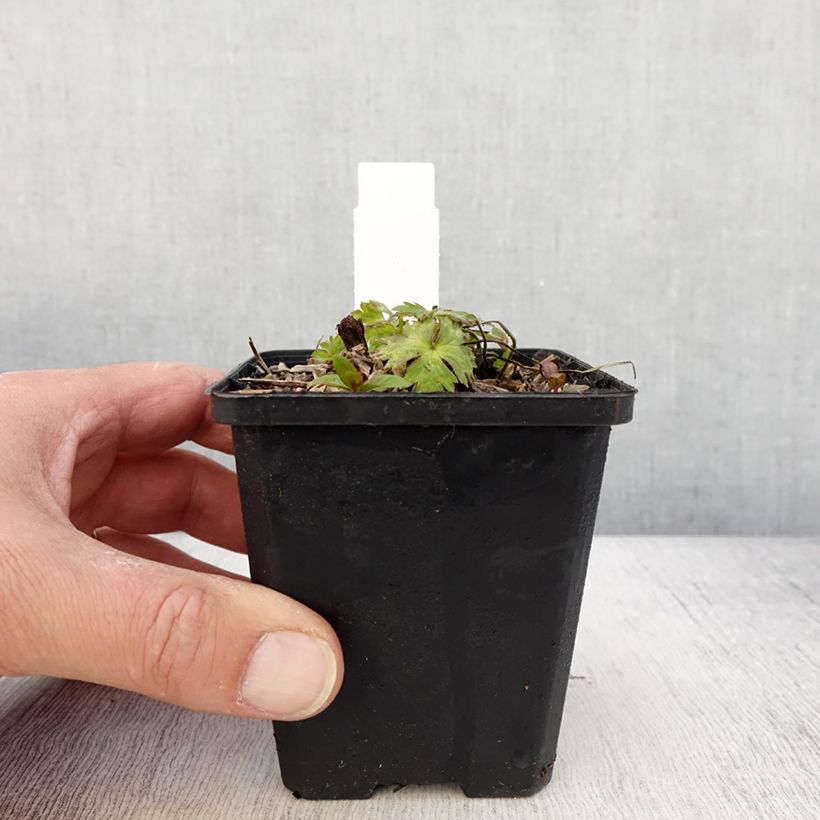 Exemplar von Storchschnabel Anne's Family Mary Anne - Geranium Kleine Töpfe von 8/9 cm wie im Frühjahr geliefert