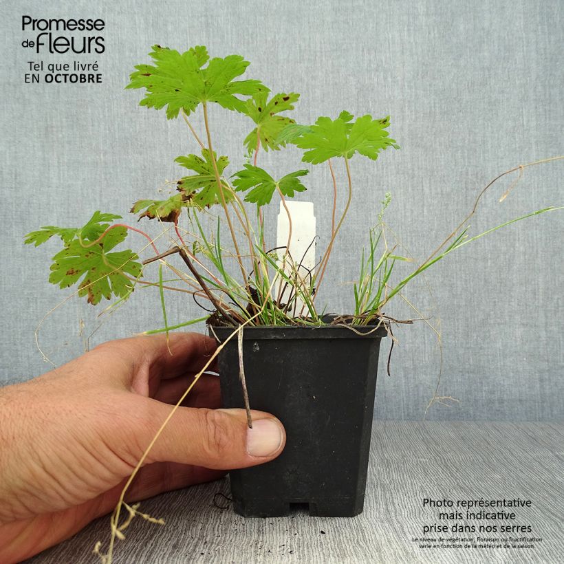 Exemplar von Storchschnabel Anne Thomson - Geranium Kleine Töpfe von 8/9 cm wie im Herbst geliefert