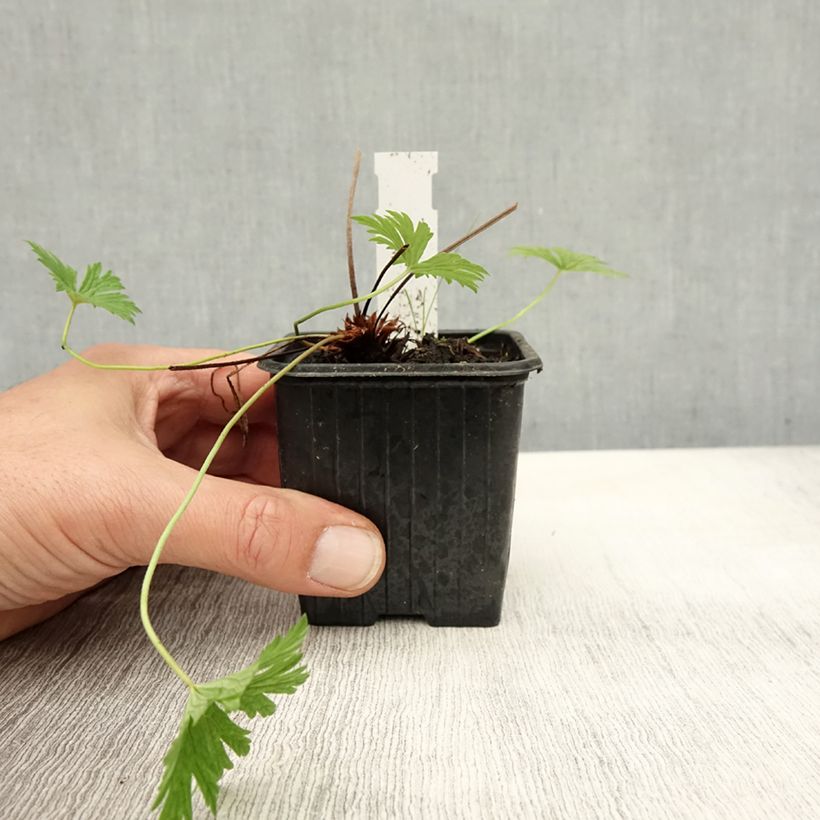 Exemplar von Storchschnabel Blue Cloud - Geranium Kleine Töpfe von 8/9 cm wie im Herbst geliefert