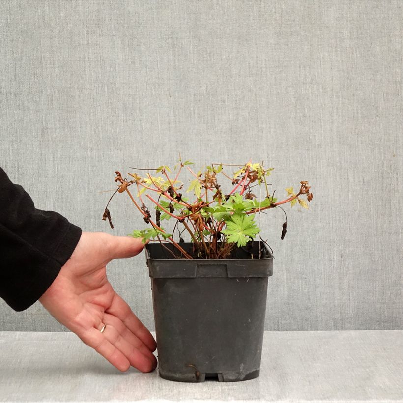 Exemplar von Storchschnabel Blue Sunrise - Geranium Topf mit 2L/3L wie im Herbst geliefert