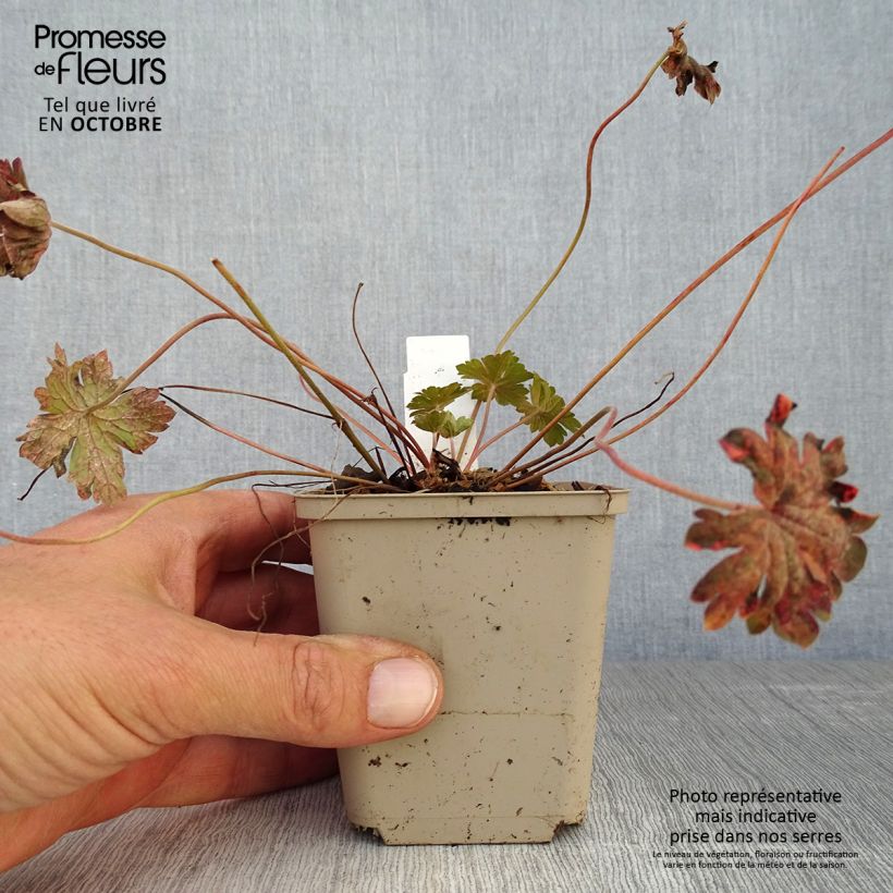 Exemplar von Geranium sessiliflorum Bob's Blunder - Storchschnabel Kleine Töpfe von 8/9 cm wie im Herbst geliefert