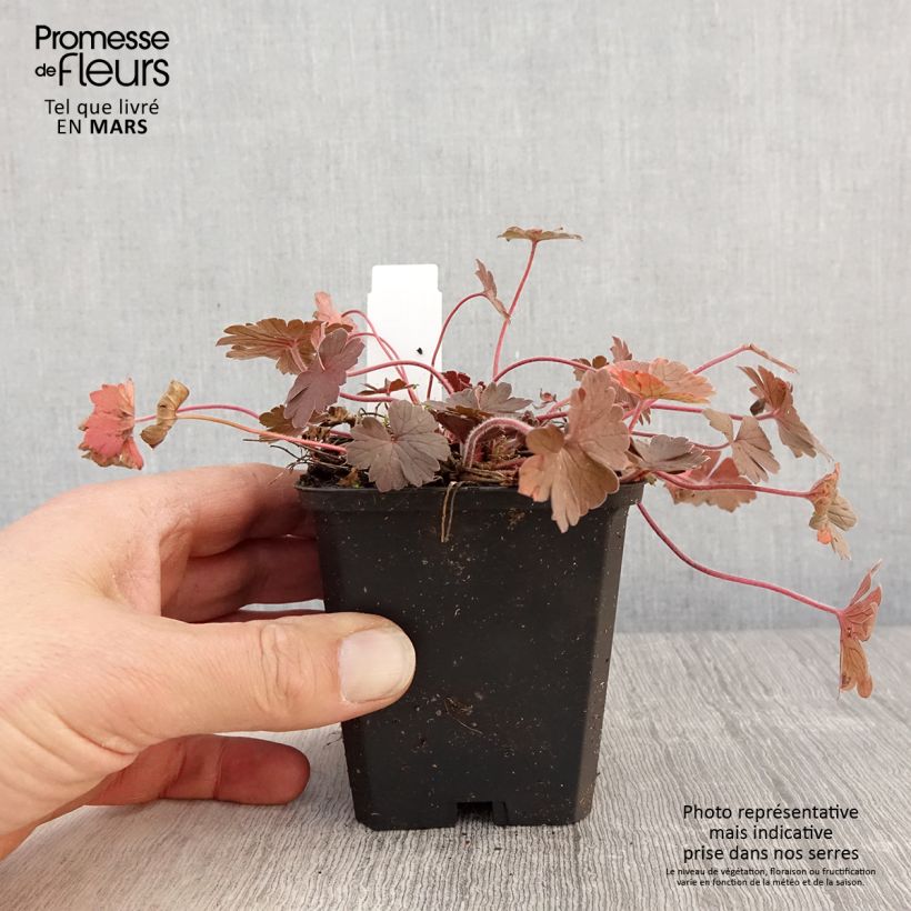 Exemplar von Geranium sessiliflorum Bob's Blunder - Storchschnabel Kleine Töpfe von 8/9 cm wie im Frühjahr geliefert