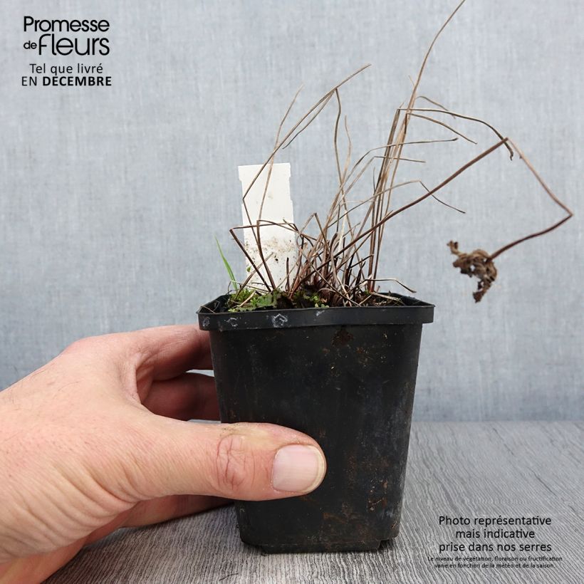 Exemplar von Storchschnabel Brookside - Geranium Kleine Töpfe von 8/9 cm wie im Herbst geliefert