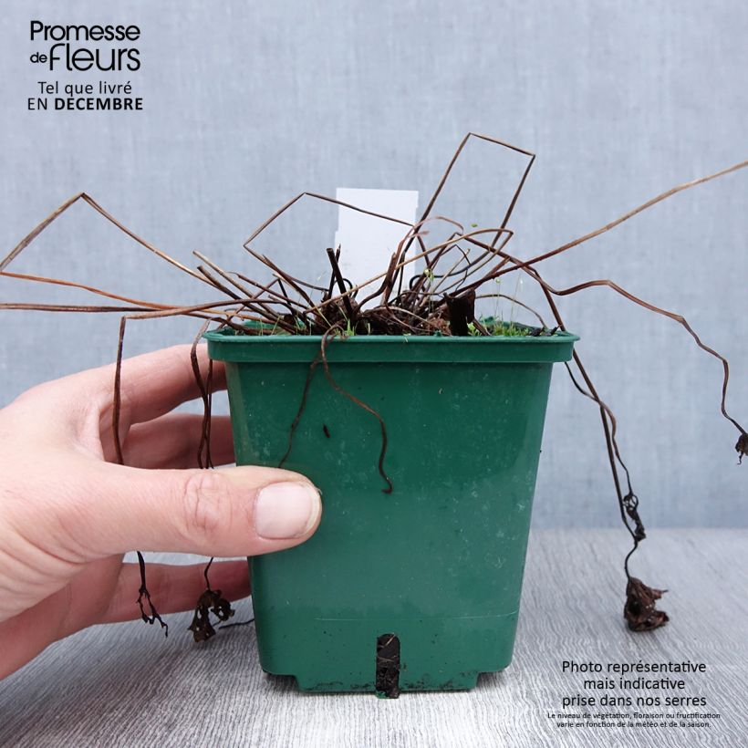 Exemplar von Storchschnabel Brookside - Geranium Topf mit 1L/1,5L wie im Winter geliefert