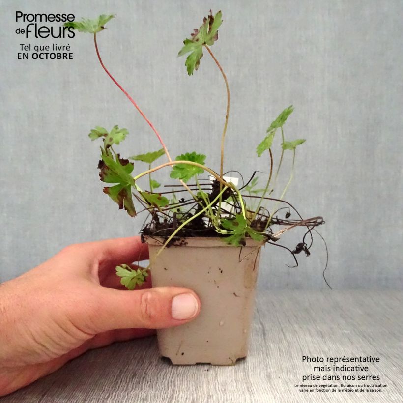 Exemplar von Geranium cantabrigiense Intense - Cambridge Storchschnabel Kleine Töpfe von 8/9 cm wie im Herbst geliefert