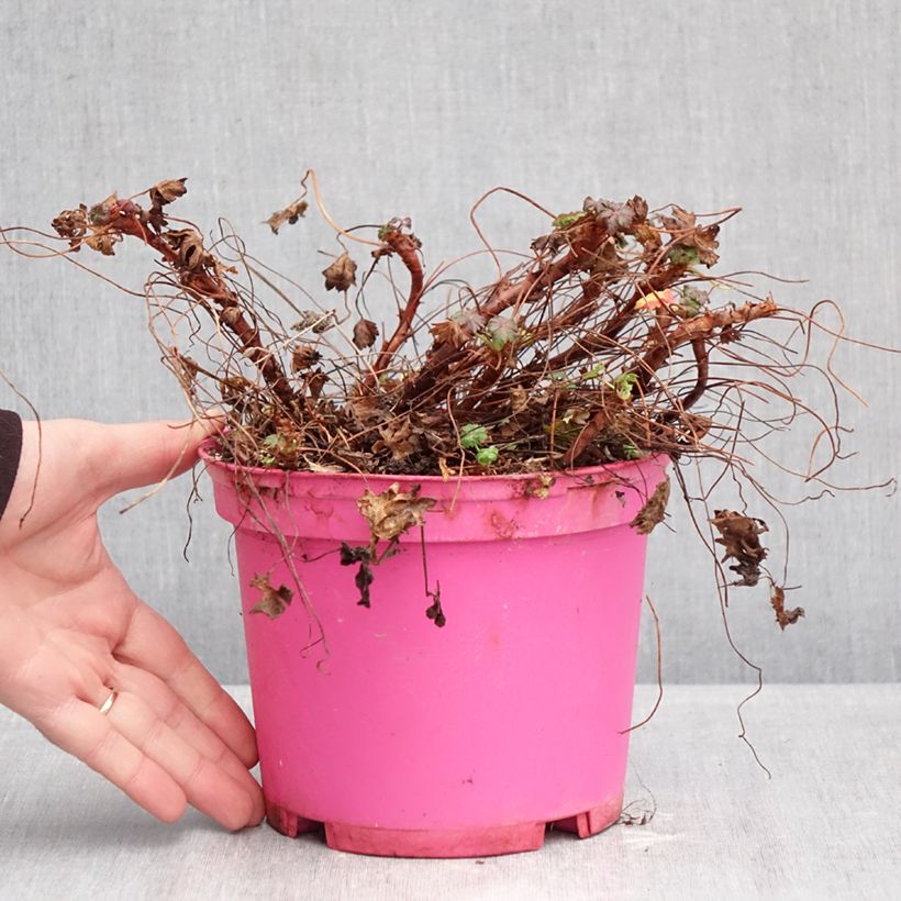 Exemplar von Geranium cantabrigiense Karmina - Cambridge Storchschnabel Topf mit 2L/3L wie im Winter geliefert