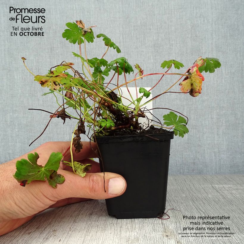 Exemplar von Geranium cantabrigiense St Ola - Cambridge Storchschnabel Kleine Töpfe von 8/9 cm wie im Herbst geliefert