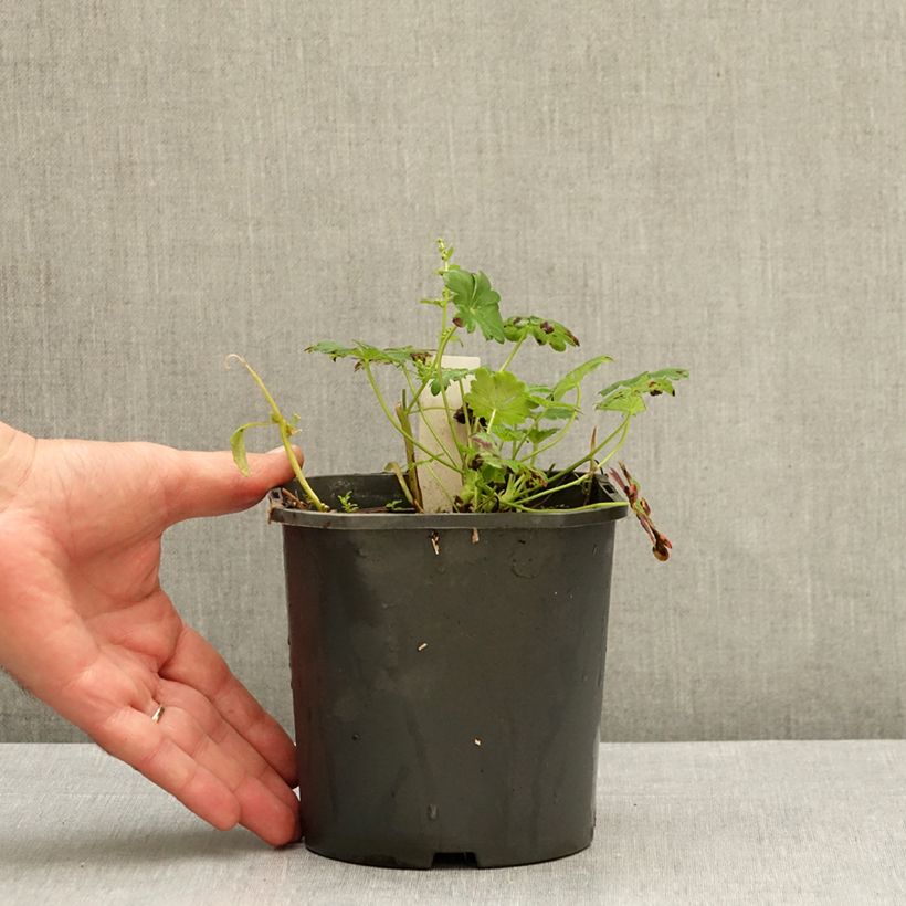 Exemplar von Geranium cantabrigiense St Ola - Cambridge Storchschnabel Topf mit 2L/3L wie im Herbst geliefert