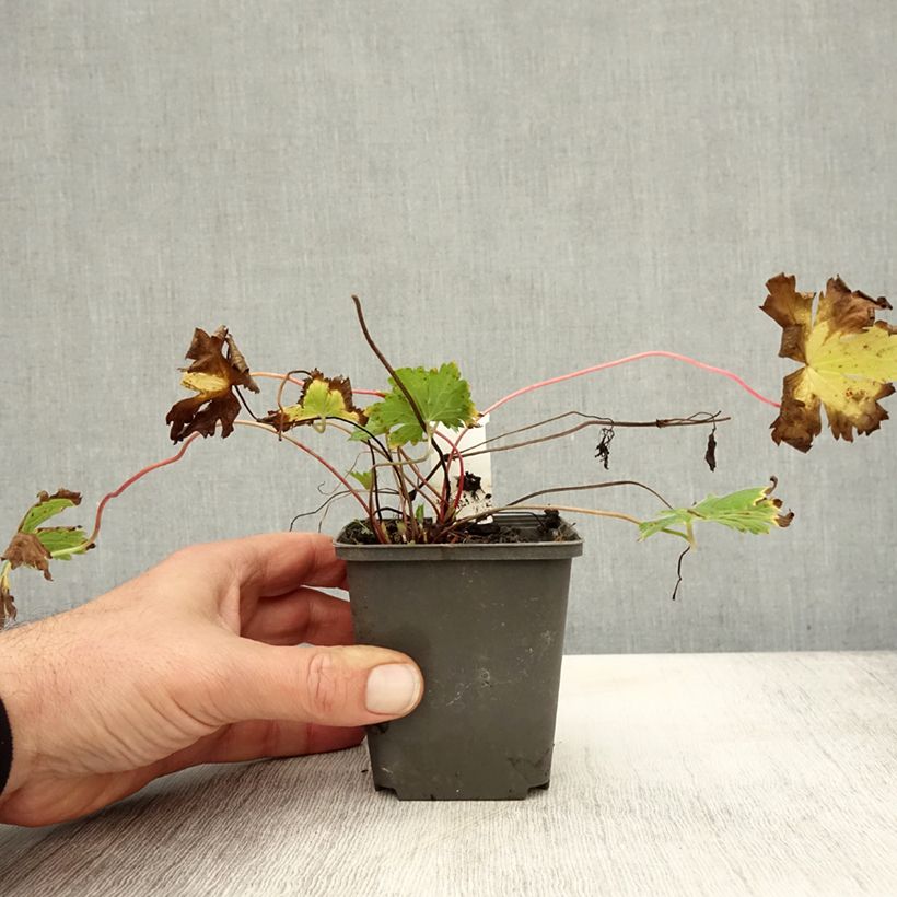 Exemplar von Geranium psilostemon Catherine Deneuve - Armenischer Storchschnabel Kleine Töpfe von 8/9 cm wie im Herbst geliefert