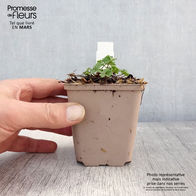 Exemplar von Geranium cinereum Carol - Aschgrauer Storchschnabel Kleine Töpfe von 8/9 cm wie im Frühjahr geliefert