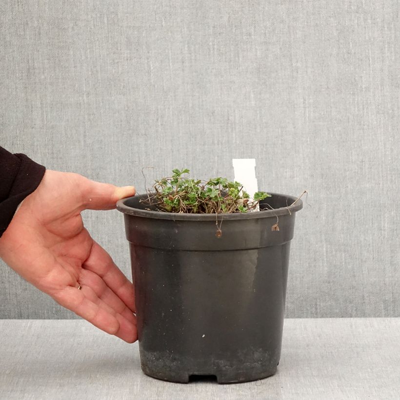 Exemplar von Geranium cinereum Jolly Jewel Night - Aschgrauer Storchschnabel Topf mit 2L/3L wie im Frühjahr geliefert