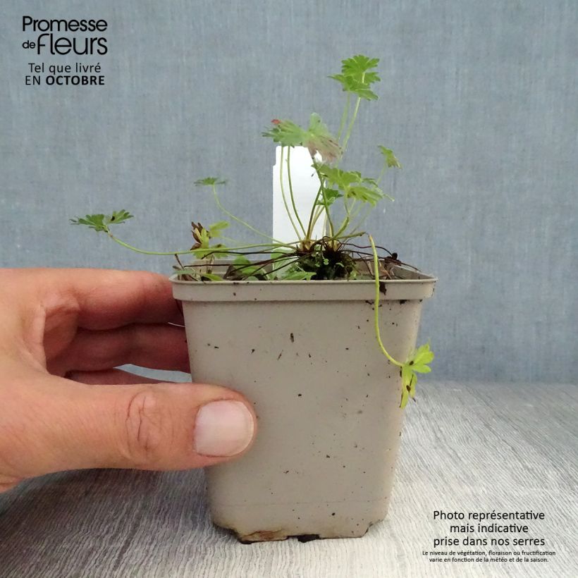 Exemplar von Geranium cinereum Laurence Flatman - Aschgrauer Storchschnabel Kleine Töpfe von 8/9 cm wie im Herbst geliefert
