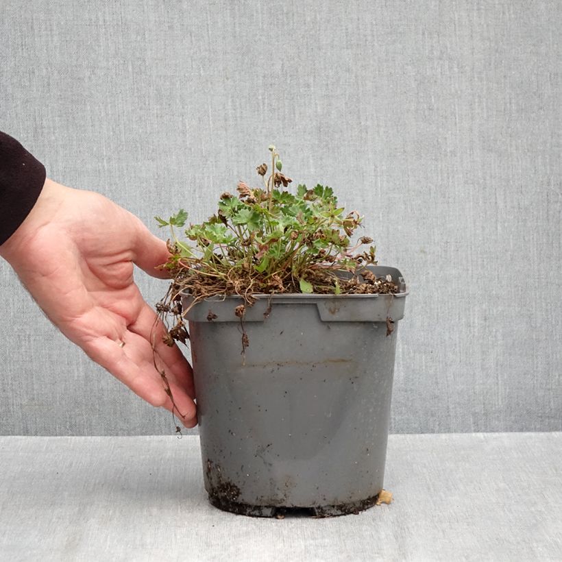 Exemplar von Geranium cinereum Laurence Flatman - Aschgrauer Storchschnabel Topf mit 1,5L/2L wie im Herbst geliefert