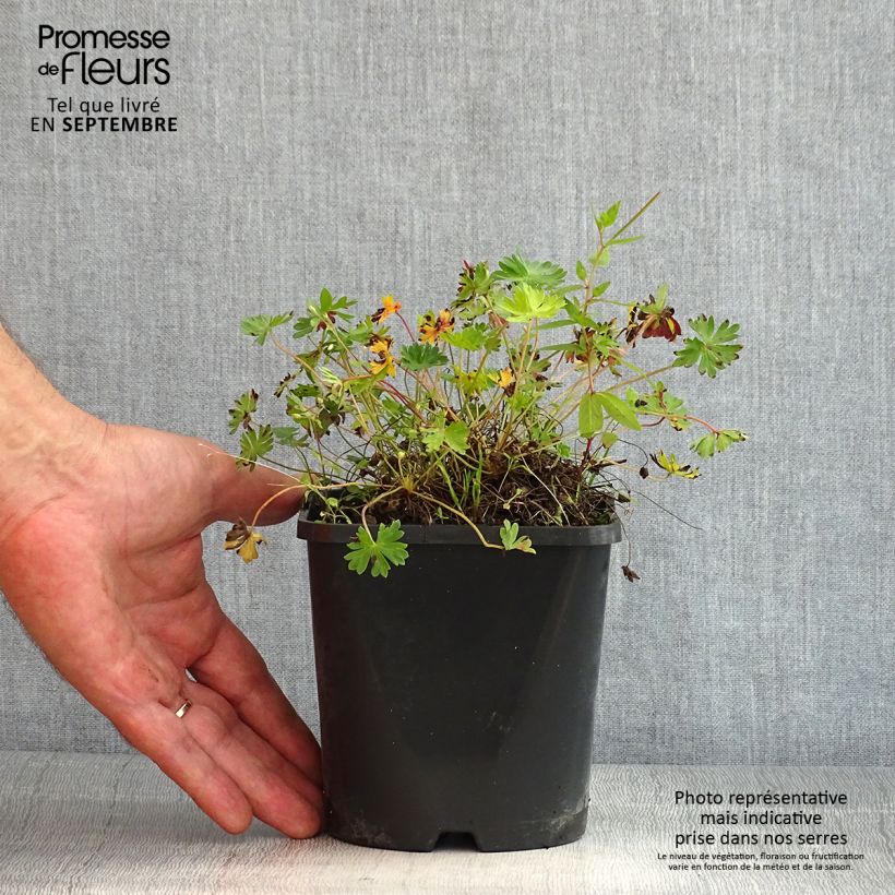 Exemplar von Geranium cinereum Laurence Flatman - Aschgrauer Storchschnabel Topf mit 1,5L/2L wie im Sommer geliefert