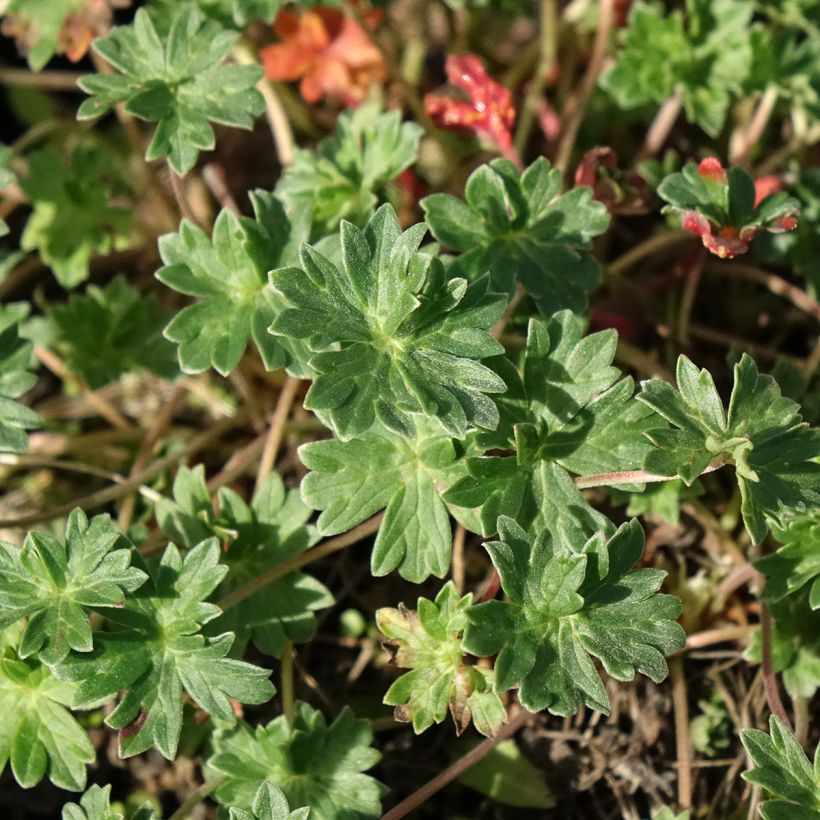 Geranium cinereum v. subcaulescens Giuseppii - Aschgrauer Storchschnabel (Laub)