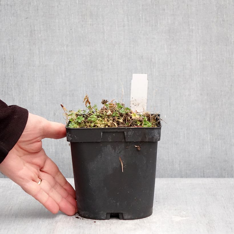 Exemplar von Geranium cinereum v. subcaulescens Giuseppii - Aschgrauer Storchschnabel Topf mit 2L/3L wie im Winter geliefert