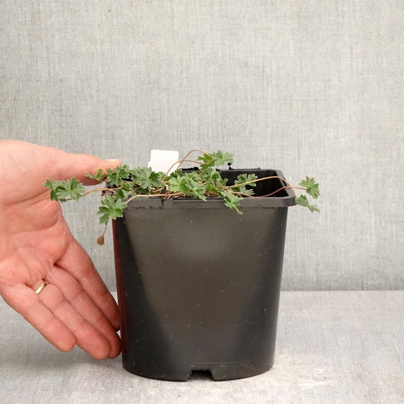 Exemplar von Geranium cinereum v. subcaulescens Giuseppii - Aschgrauer Storchschnabel Topf mit 2L/3L wie im Frühjahr geliefert