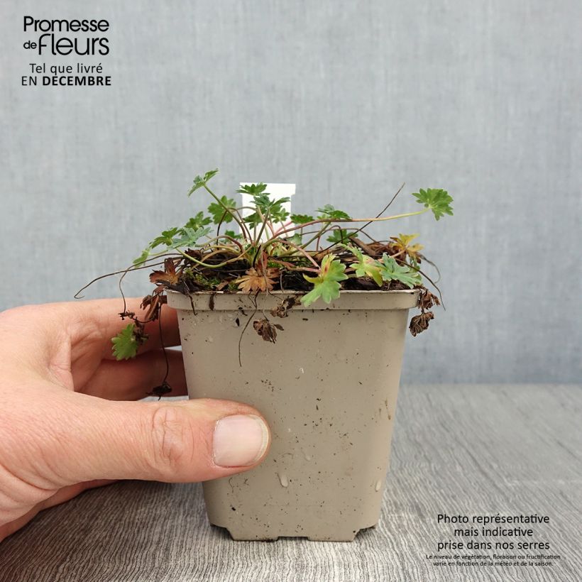 Exemplar von Geranium cinereum v. subcaulescens - Aschgrauer Storchschnabel Kleine Töpfe von 8/9 cm wie im Herbst geliefert