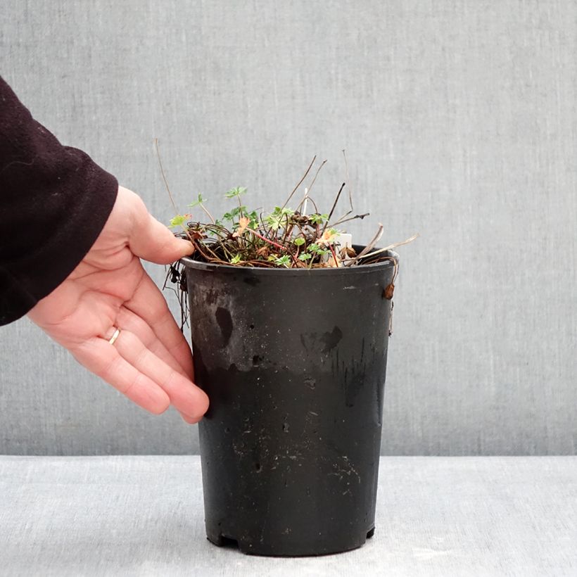 Exemplar von Geranium cinereum v. subcaulescens - Aschgrauer Storchschnabel Topf mit 2L/3L wie im Winter geliefert