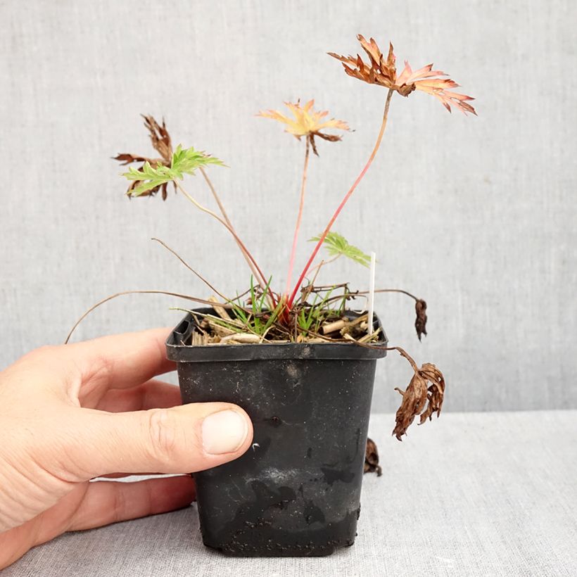 Exemplar von Geranium clarkei Kashmir Blue - Clarkes Storchschnabel Kleine Töpfe von 8/9 cm wie im Herbst geliefert