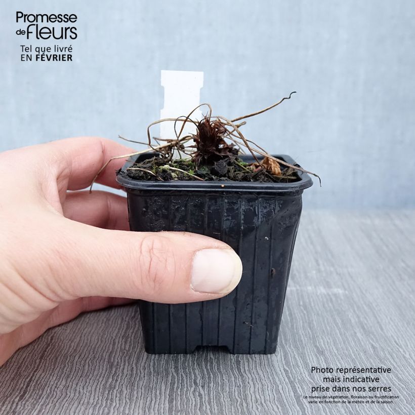 Exemplar von Geranium clarkei Kashmir Purple - Clarkes Storchschnabel Kleine Töpfe von 8/9 cm wie im Winter geliefert