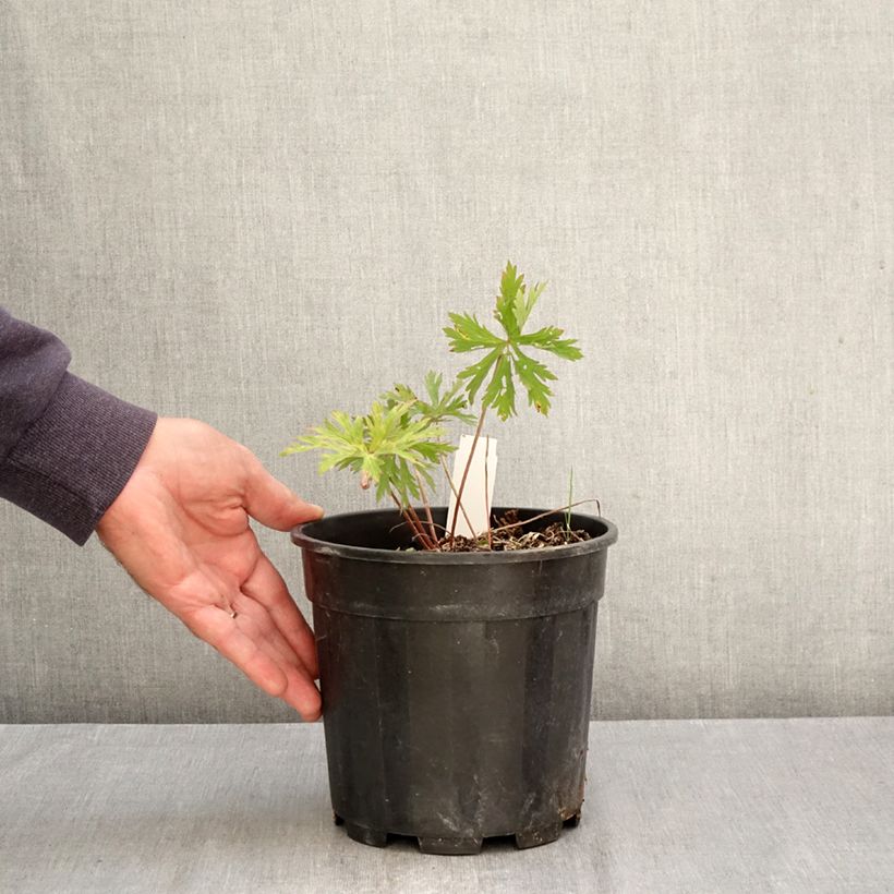 Exemplar von Geranium clarkei Kashmir Purple - Clarkes Storchschnabel Topf mit 2L/3L wie im Herbst geliefert