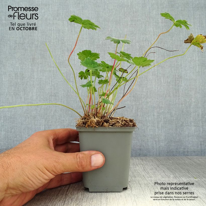 Exemplar von Storchschnabel Coombland White - Geranium Kleine Töpfe von 8/9 cm wie im Herbst geliefert