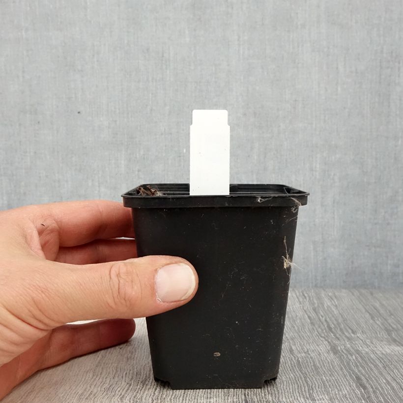 Exemplar von Storchschnabel Censation Daily Purple - Geranium Kleine Töpfe von 8/9 cm wie im Frühjahr geliefert