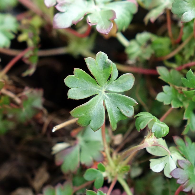 Geranium dalmaticum - Dalmatinischer Storchschnabel (Laub)