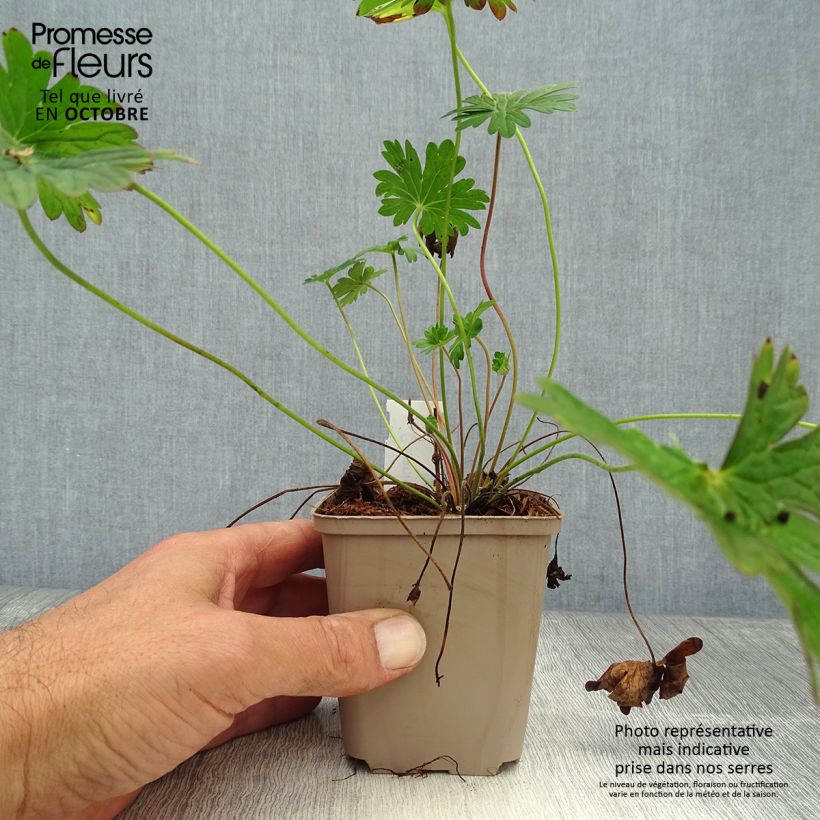 Exemplar von Storchschnabel Dilys - Geranium Kleine Töpfe von 8/9 cm wie im Herbst geliefert