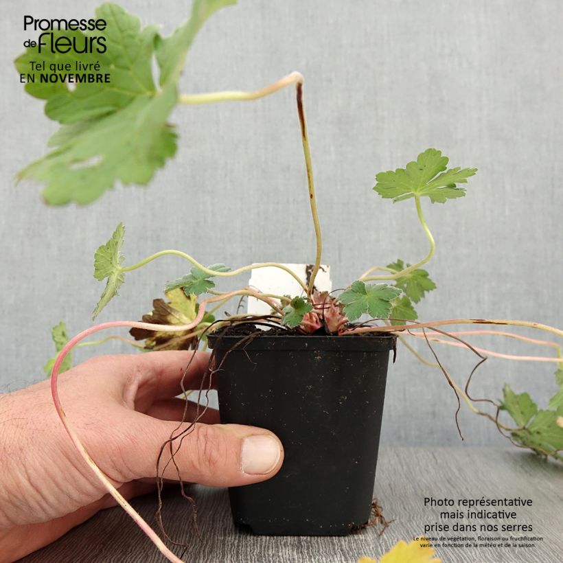 Exemplar von Storchschnabel Dreamland - Geranium Kleine Töpfe von 8/9 cm wie im Herbst geliefert