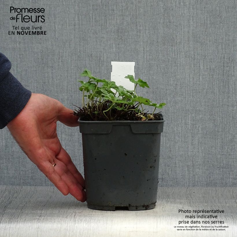 Exemplar von Storchschnabel Dreamland - Geranium Topf mit 2L/3L wie im Herbst geliefert