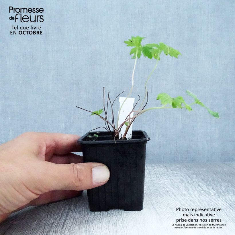 Exemplar von Geranium endressii - Pyrenäen-Storchschnabel Kleine Töpfe von 8/9 cm wie im Herbst geliefert