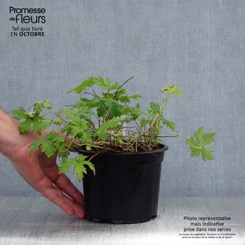 Exemplar von Geranium endressii - Pyrenäen-Storchschnabel Topf mit 2L/3L wie im Herbst geliefert