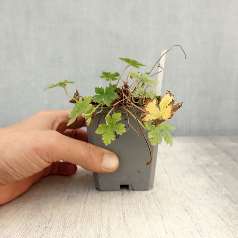 Exemplar von Geranium endressii Wargrave Pink - Pyrenäen-Storchschnabel Kleine Töpfe von 8/9 cm wie im Herbst geliefert