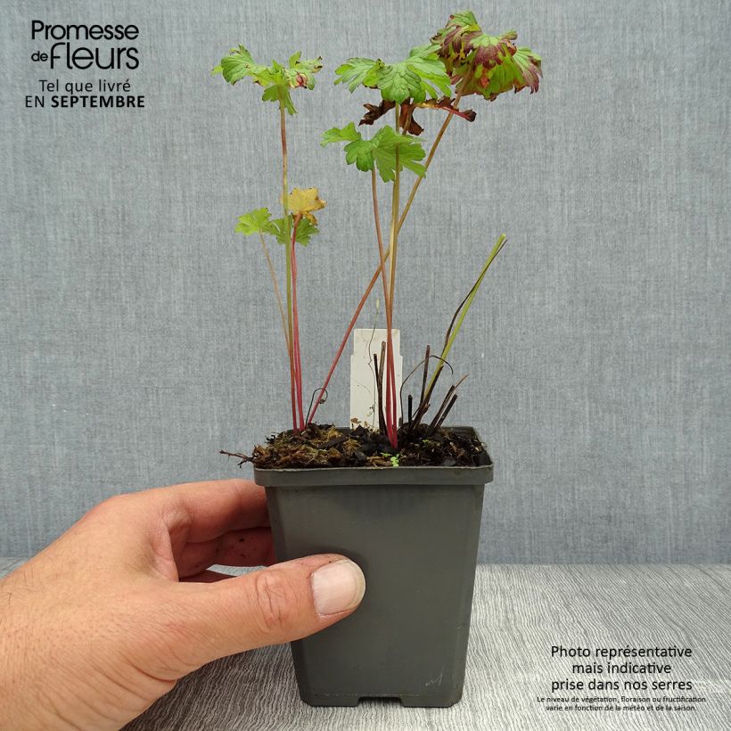 Exemplar von Geranium himalayense - Himalaya-Storchschnabel Kleine Töpfe von 8/9 cm wie im Herbst geliefert