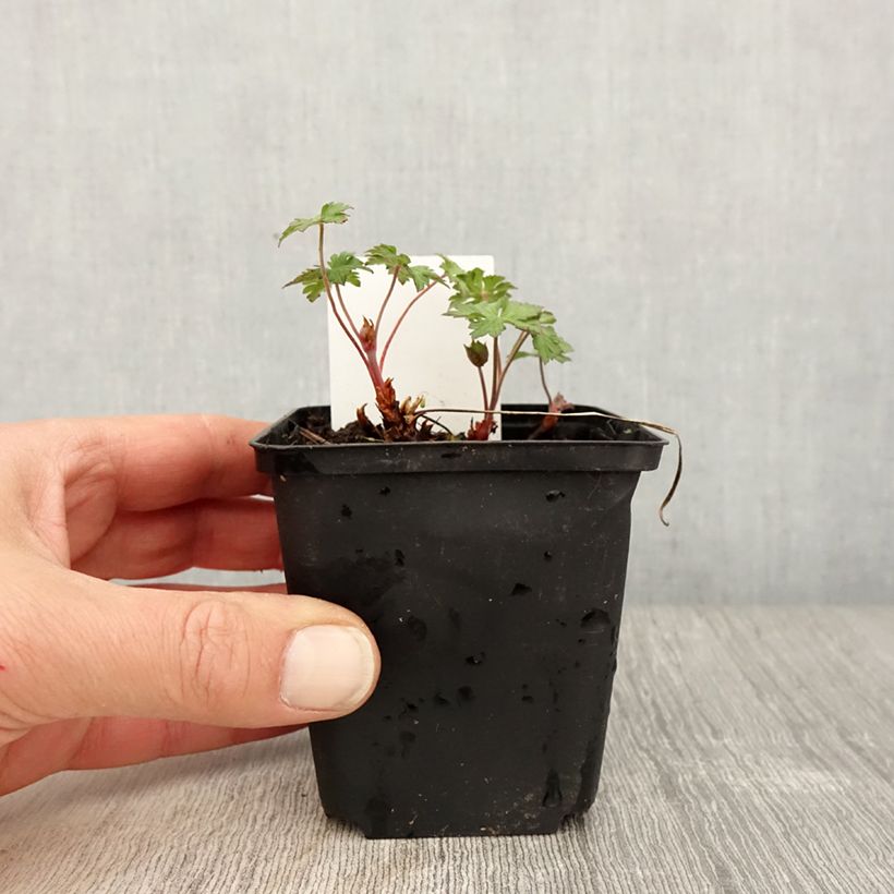 Exemplar von Geranium himalayense Gravetye Kleine Töpfe von 8/9 cm wie im Frühjahr geliefert