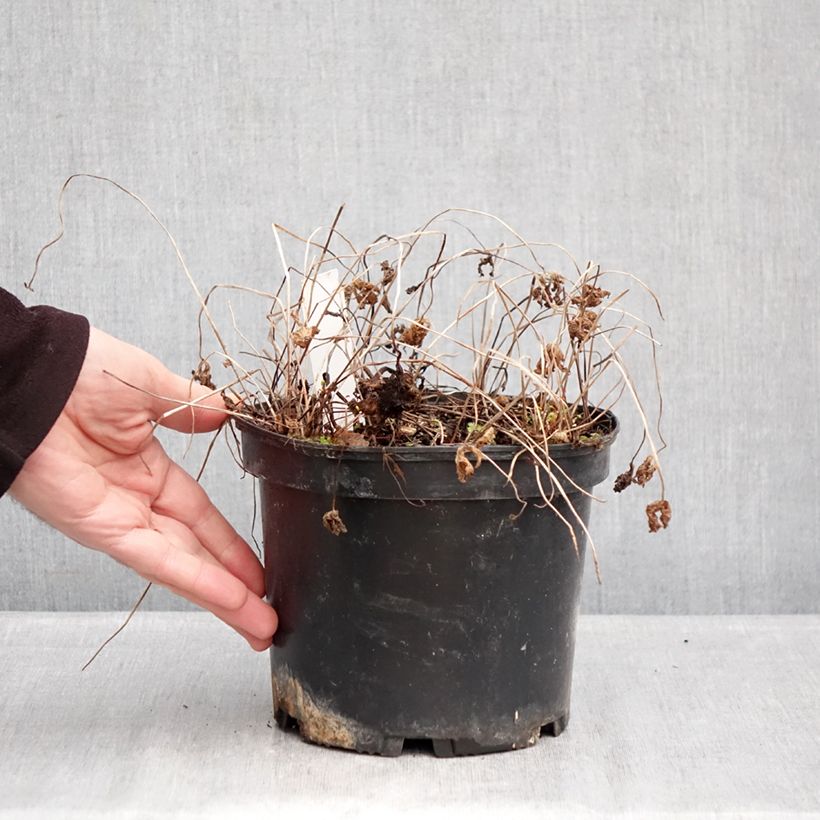 Exemplar von Geranium himalayense Gravetye Topf mit 2L/3L wie im Winter geliefert