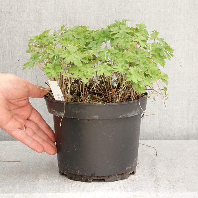 Exemplar von Geranium himalayense Gravetye Topf mit 2L/3L wie im Frühjahr geliefert