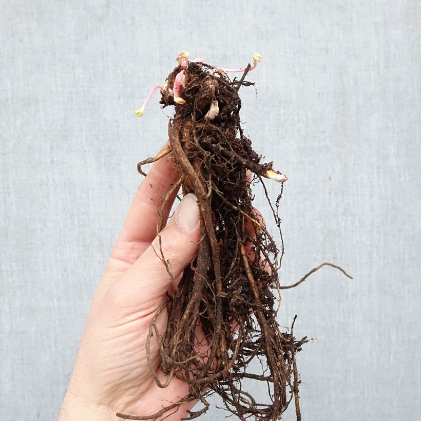 Exemplar von Geranium himalayense Gravetye Wurzelnackt wie im Winter geliefert