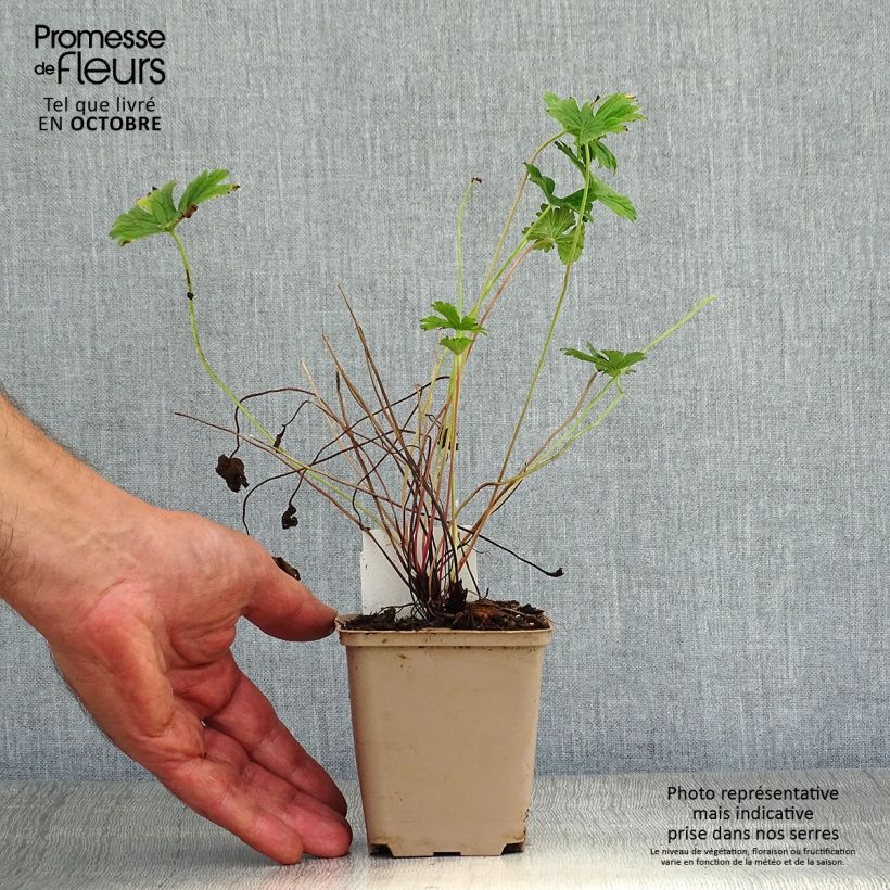 Exemplar von Geranium himalayense Plenum Kleine Töpfe von 8/9 cm wie im Herbst geliefert