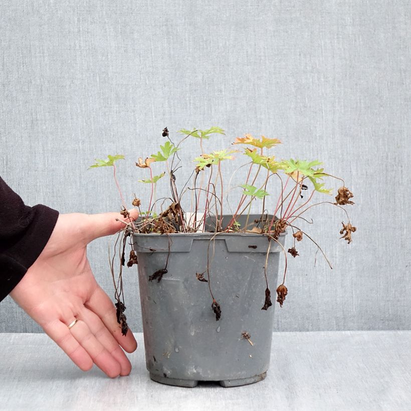 Exemplar von Geranium himalayense Plenum Topf mit 2L/3L wie im Herbst geliefert