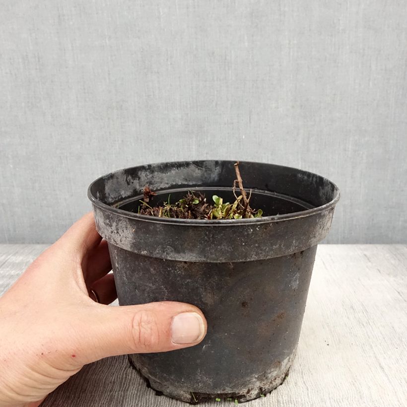 Exemplar von Geranium himalayense Plenum Topf mit 2L/3L wie im Frühjahr geliefert