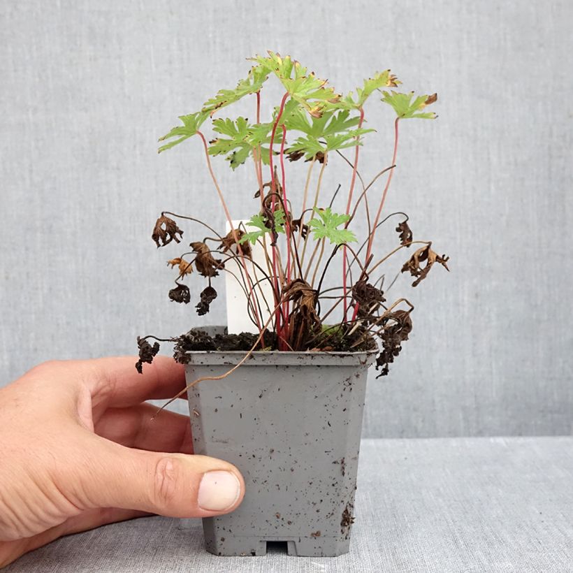 Exemplar von Storchschnabel Johnson's blue - Geranium Kleine Töpfe von 8/9 cm wie im Herbst geliefert