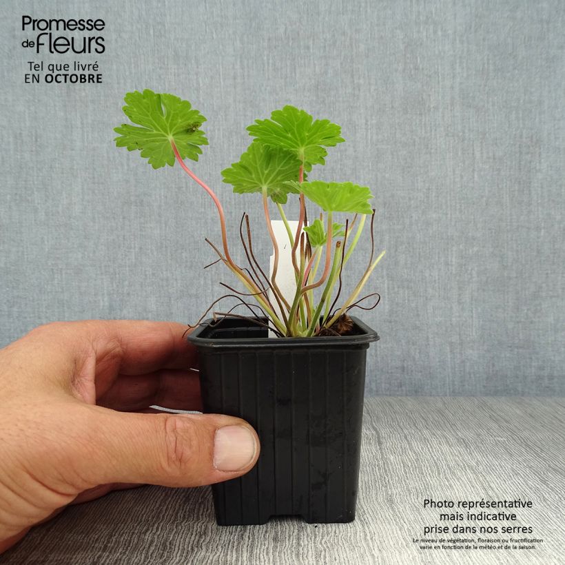 Exemplar von Storchschnabel Joy - Geranium Kleine Töpfe von 8/9 cm wie im Herbst geliefert