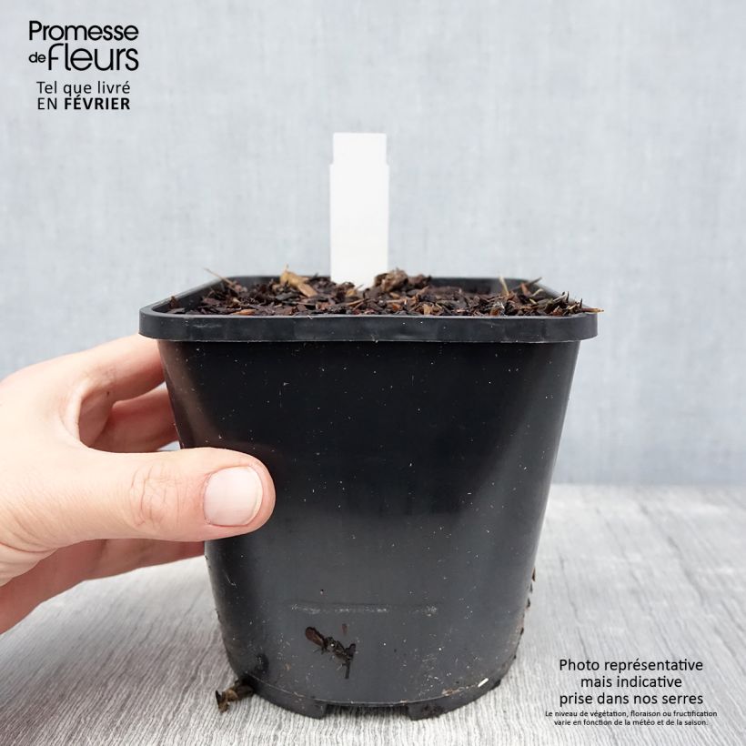 Exemplar von Storchschnabel Kelly-Anne - Geranium Topf mit 1L/1,5L wie im Winter geliefert