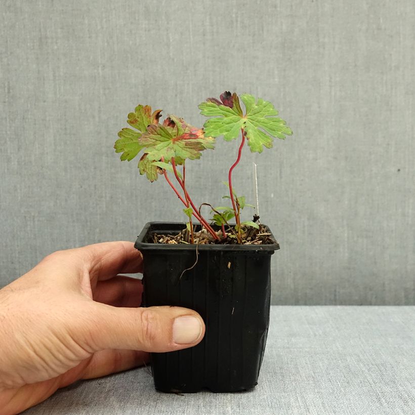 Exemplar von Storchschnabel Kelly-Anne - Geranium Kleine Töpfe von 8/9 cm wie im Herbst geliefert